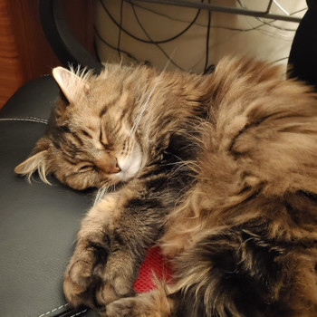 Gizmo napping on my desk chair.