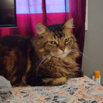 Gizmo judging me from the edge of the bed.