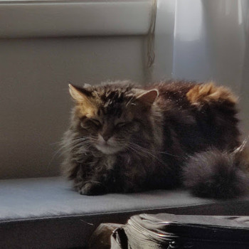 Gizmo loafing by the window.