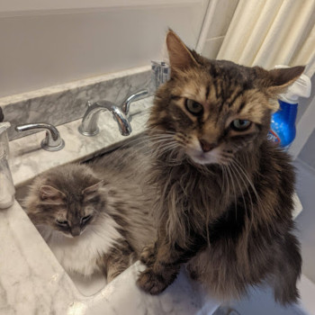 Gizmo on t he bathroom sink, while Miles is resting in the sink.